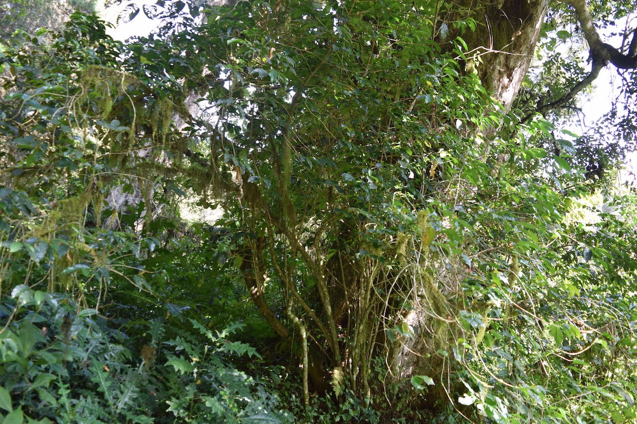 Pěstování kávy ve stínu – udržitelná kávová plantáž